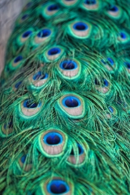 孔雀羽毛羽翼图片
