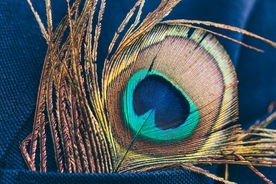 孔雀羽毛羽翼图片
