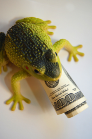 玩具蟾蜍吞钱图片