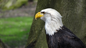 白头海雕空山鸟语图片
