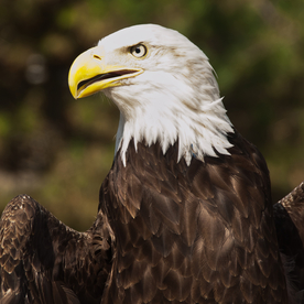 白头海雕空山鸟语图片