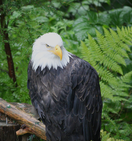 白头海雕空山鸟语图片