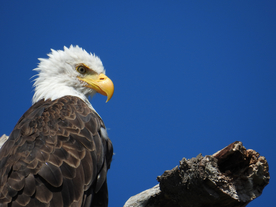 白头海雕空山鸟语图片