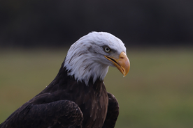 白头海雕空山鸟语图片