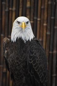 白头海雕空山鸟语图片