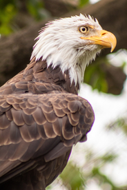 白头海雕空山鸟语图片