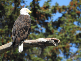 白头海雕空山鸟语图片