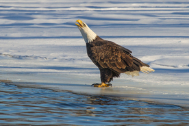 白头海雕空山鸟语图片