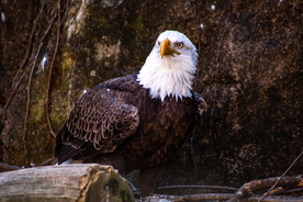 白头海雕空山鸟语图片