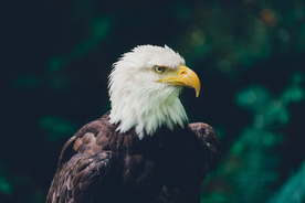 白头海雕空山鸟语图片