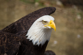 白头海雕空山鸟语图片