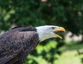 白头海雕空山鸟语图片