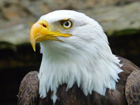 白头海雕空山鸟语图片