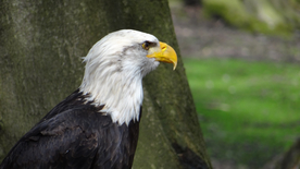白头海雕空山鸟语图片