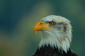 白头海雕空山鸟语图片