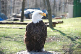 白头海雕空山鸟语图片