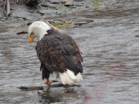 白头海雕空山鸟语图片