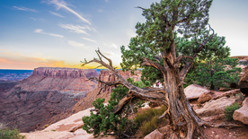 一棵树唯美图片