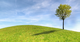 一棵树唯美图片