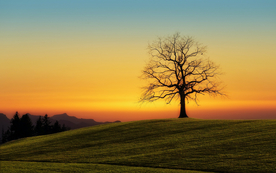 一棵树唯美图片