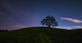 一棵树唯美图片