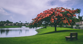 一棵树唯美图片