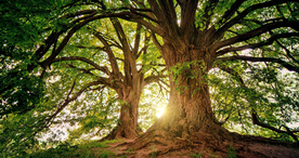 一棵树唯美图片