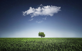 一棵树唯美图片