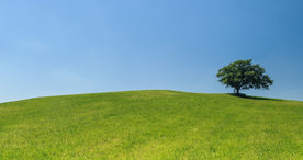 一棵树唯美图片