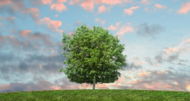 一棵树唯美图片