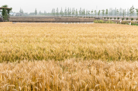 麦田稻田麦穗稻穗图片