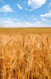 麦田稻田麦穗稻穗图片