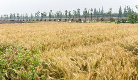 麦田稻田麦穗稻穗图片