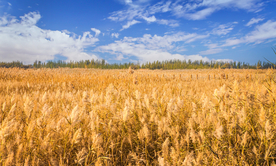 麦田稻田麦穗稻穗图片