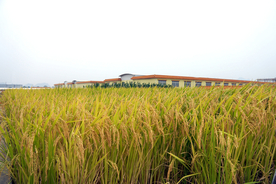 麦田稻田麦穗稻穗图片