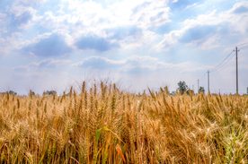 麦田稻田麦穗稻穗图片