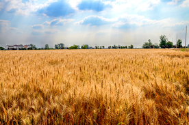 麦田稻田麦穗稻穗图片