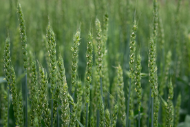 麦田稻田麦穗稻穗图片