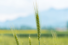 麦田稻田麦穗稻穗图片