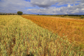 麦田稻田麦穗稻穗图片