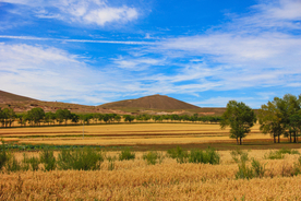 麦田稻田麦穗稻穗图片