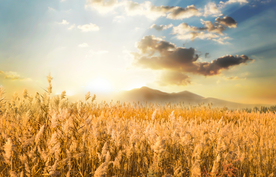 麦田稻田麦穗稻穗图片