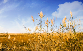 麦田稻田麦穗稻穗图片