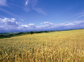 麦田稻田麦穗稻穗图片