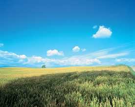 麦田稻田麦穗稻穗图片