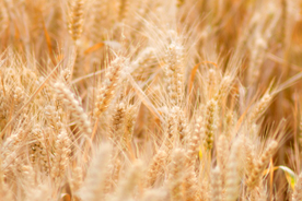 麦田稻田麦穗稻穗图片