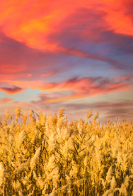 麦田稻田麦穗稻穗图片