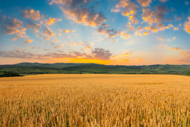麦田稻田麦穗稻穗图片