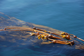 海带丝海带片海带卷图片