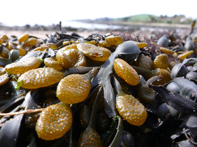海带丝海带片海带卷图片